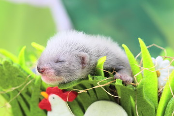 Ferret baby in the nest of hay