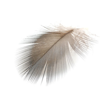 bird feathers © panuruangjan