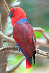 female Eclectus parrot