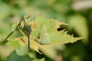 Somatochlora metallica,male