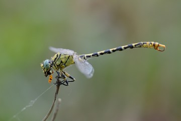 Onychogomphus forcipatus, male © fabiosa_93