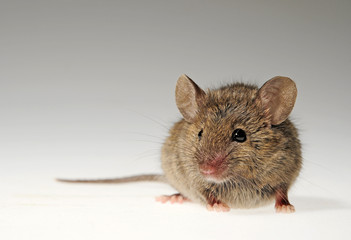 Hausmaus