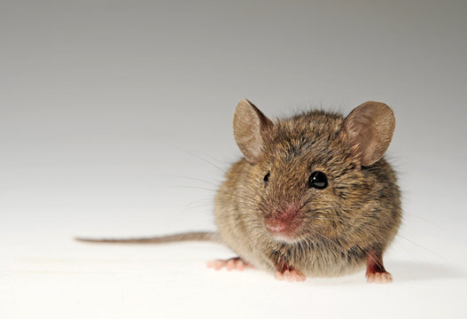 Hausmaus