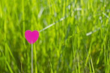 One pink heart with grass background