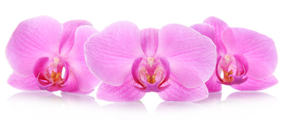 The orchid flowers