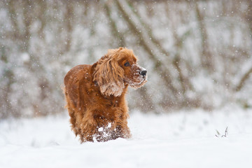 cocker spaniel dog in the snow