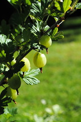 Ribes  grossularia