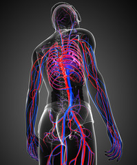Male circulatory system