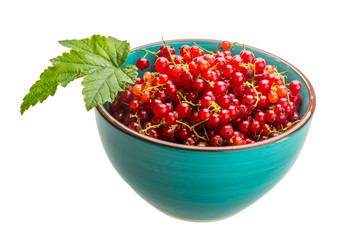 Red currant