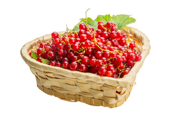 Red currant