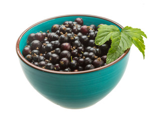Black currant