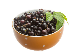 Black currant