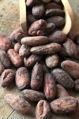 fèves de cacao