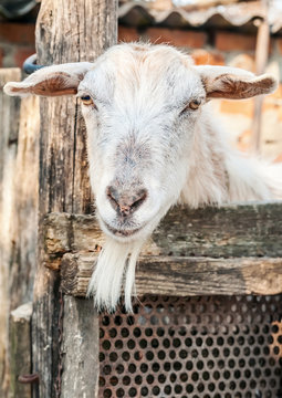 Portrait of a funny goat looking to camera