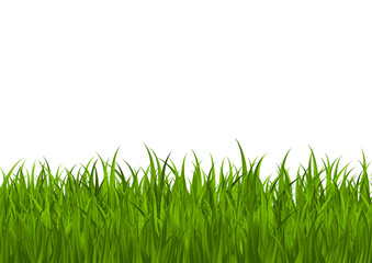 Fototapeta premium Green grass border for Your design