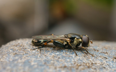 A Hoverfly