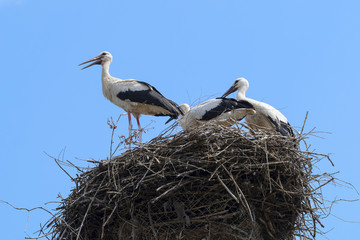 Bunch of white storks in the nest