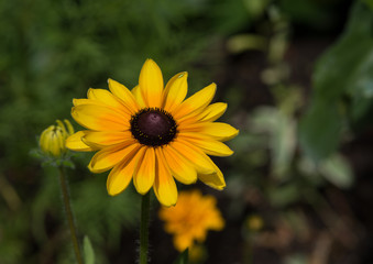 Rubdékia, fleur jaune
