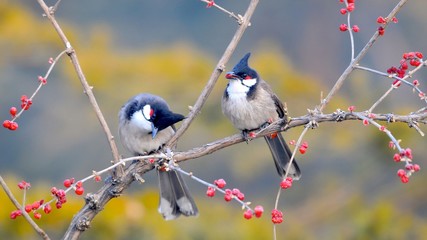 Birds