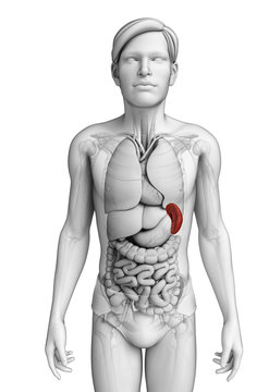 Male spleen anatomy