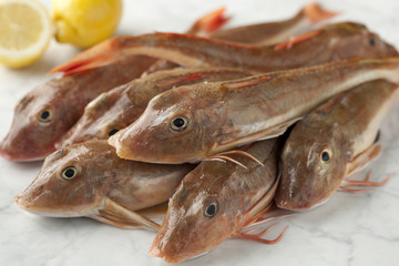 Fresh red gurnard fishes