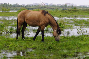 The bay horse is grazed on a meadow.