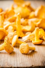 fresh chanterelle mushrooms on a wooden background