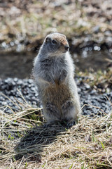 Ground squirrel standing on hind legs
