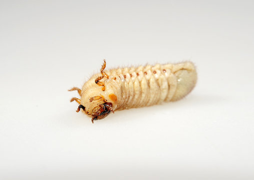 Rosenk&auml;fer Larve