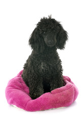 puppy poodle