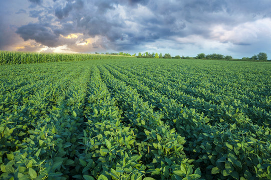 Soy field with rows of soya bean plants