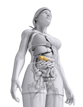 Female pancreas anatomy
