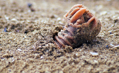 Wine caps lost on the beach