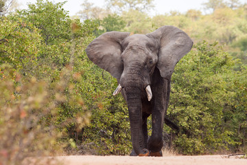 Naklejka premium Large elephant flapping it's ears