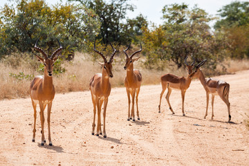 A herd of impala antelope standing in the road