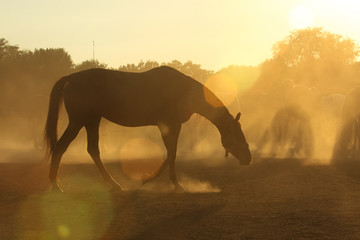 Horses in dust