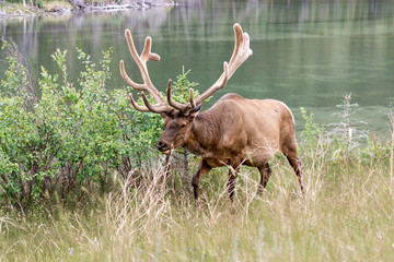 Red deer ( elk )