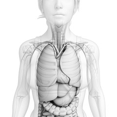 Digestive system of female body