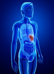 Male spleen anatomy