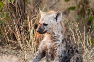 Obraz premium A young spotted hyena pup resting in the shade