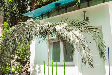 Palm Branches, Cottage and Mess