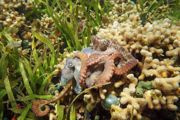 Obraz premium Caribbean reef octopus mating