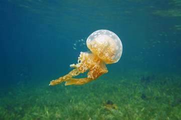 Obraz na płótnie Canvas Spotted jelly Mastigias jellyfish in Caribbean sea