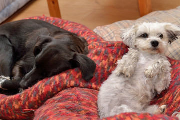 Hunde liegen entspannt im Hundebett