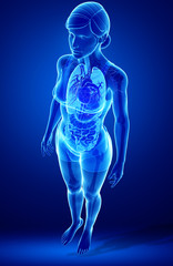 Xray digestive system of female body