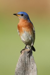 Male Eastern Bluebird