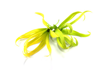 Ylang-Ylang Flower