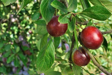 Albero di susine con frutti