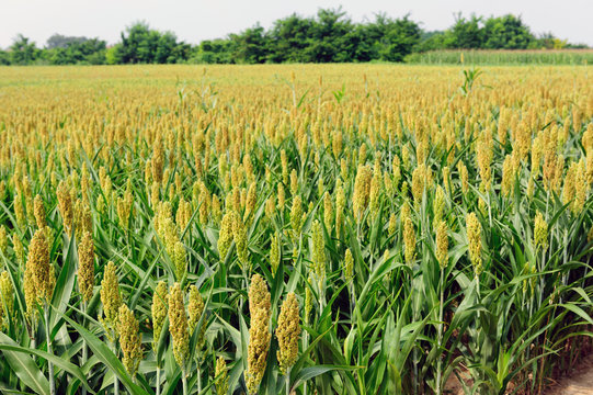 Coltivazione di Sorgo o Saggina - Sorghum vulgare