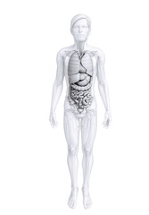 Fototapeta na wymiar Digestive system of male anatomy